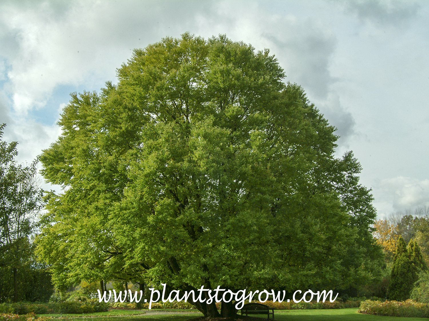 Kastura Tree (Cercidiphyllum japonicum)